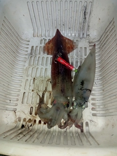 スルメイカの釣果