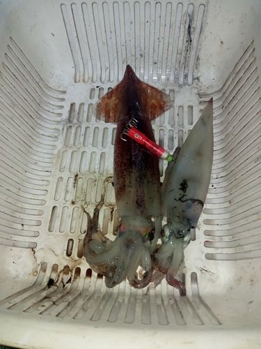 スルメイカの釣果