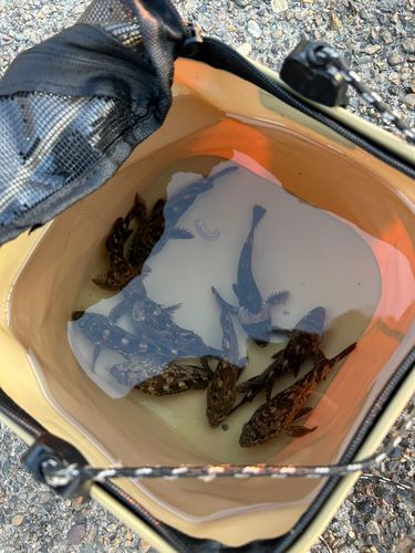 若洲海浜公園海釣り施設