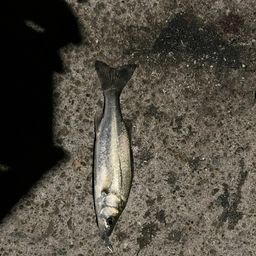 セイゴ（タイリクスズキ）