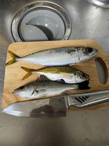 サバの釣果