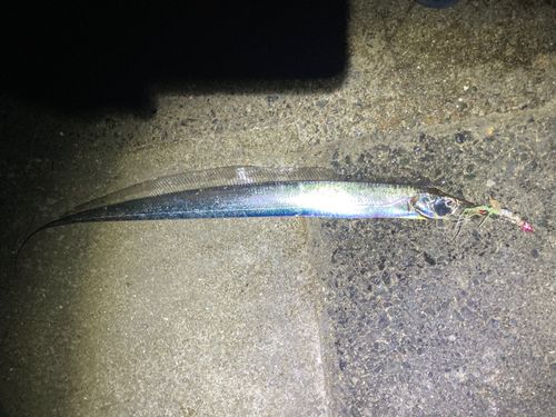 タチウオの釣果