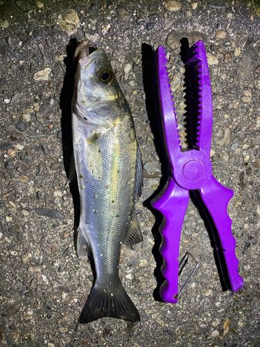 セイゴ（ヒラスズキ）の釣果