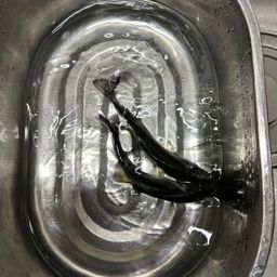 セイゴ（マルスズキ）