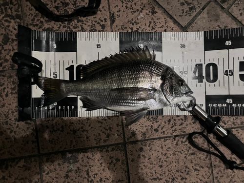 クロダイの釣果