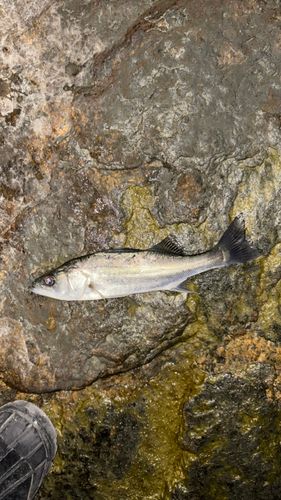 セイゴ（ヒラスズキ）の釣果