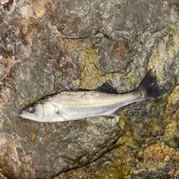 セイゴ（ヒラスズキ）