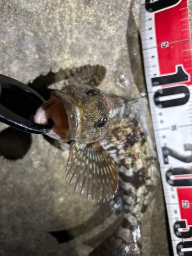 アイナメの釣果