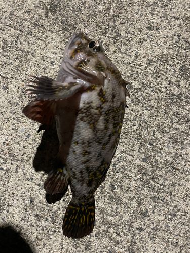 オウゴンムラソイの釣果