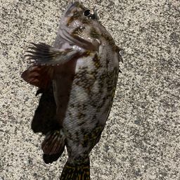 オウゴンムラソイ