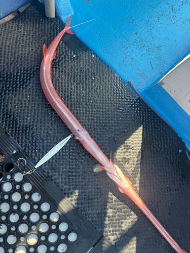 アカヤガラの釣果