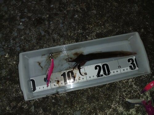 スルメイカの釣果