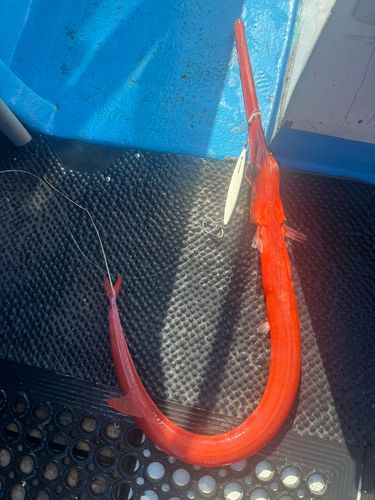 アカヤガラの釣果