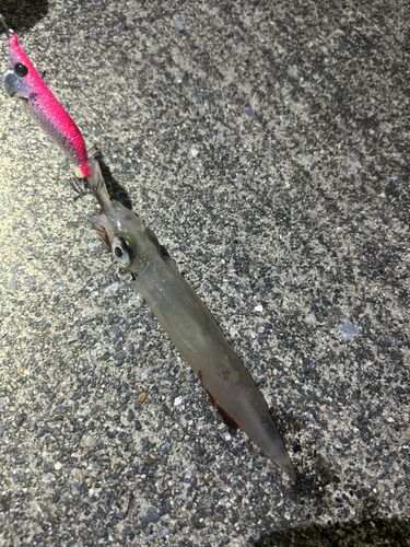 イカの釣果
