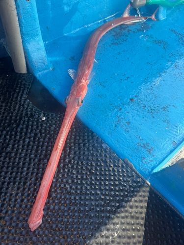 アカヤガラの釣果