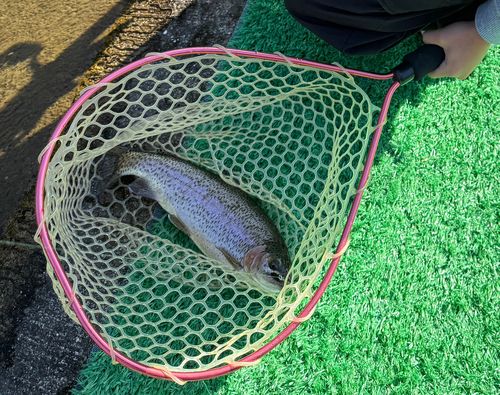 ニジマスの釣果