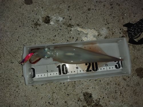 イカの釣果