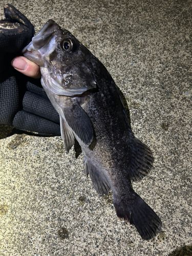 ソイの釣果