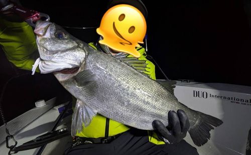 ヒラスズキの釣果