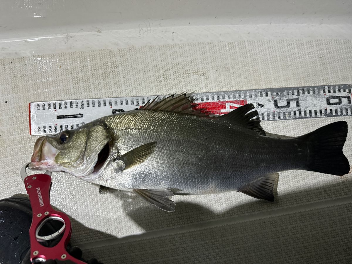 ridershigh(SAKAI)さんの釣果 2枚目の画像