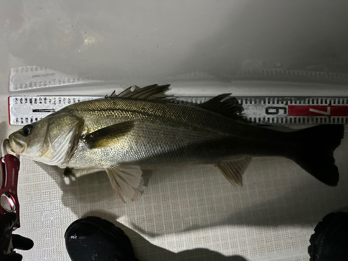 ridershigh(SAKAI)さんの釣果 3枚目の画像