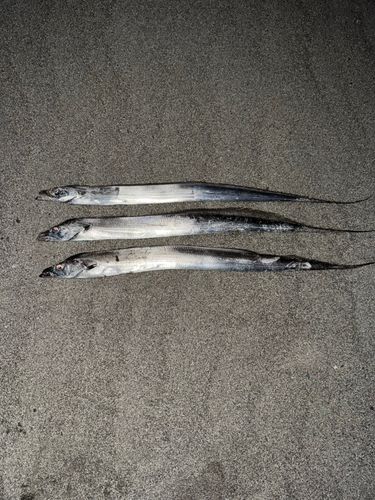 タチウオの釣果