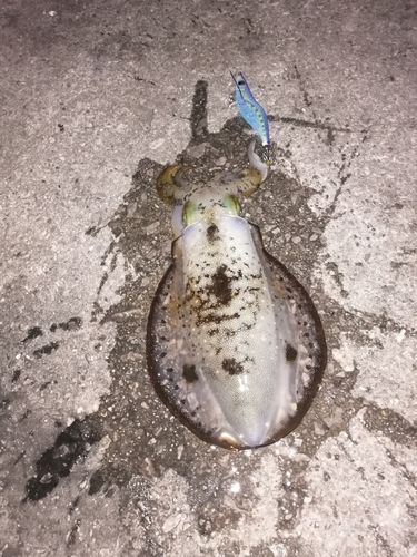 アオリイカの釣果