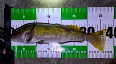 アイナメの釣果