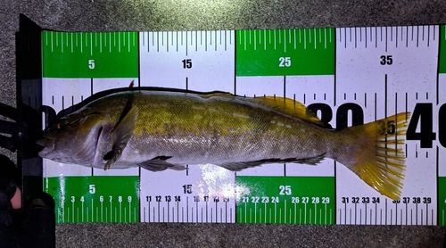 アイナメの釣果