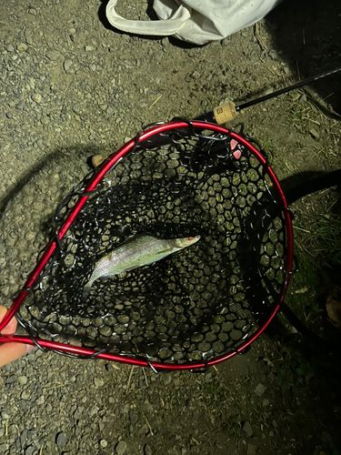 ニジマスの釣果