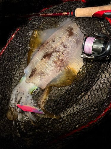 アオリイカの釣果