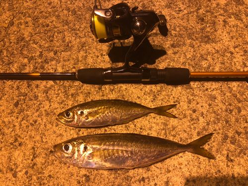 マアジの釣果