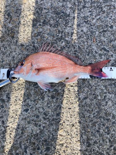 アジュール舞子