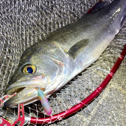 フッコ（マルスズキ）の釣果