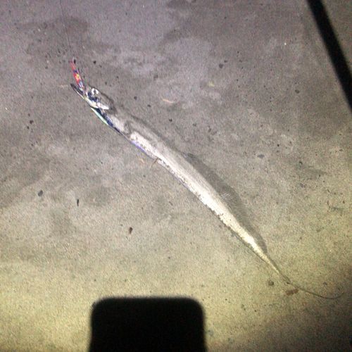 タチウオの釣果