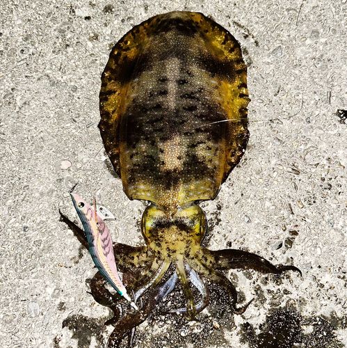 アオリイカの釣果