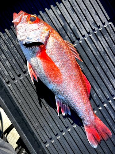 アカムツの釣果