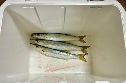 カマスの釣果