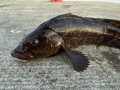 アイナメの釣果