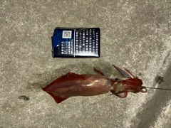 イカの釣果