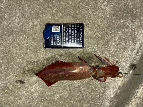 イカの釣果