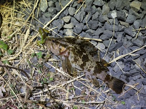タケノコメバルの釣果