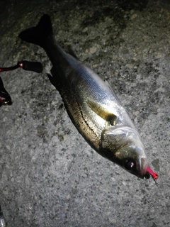 セイゴ（マルスズキ）の釣果