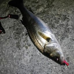 セイゴ（マルスズキ）