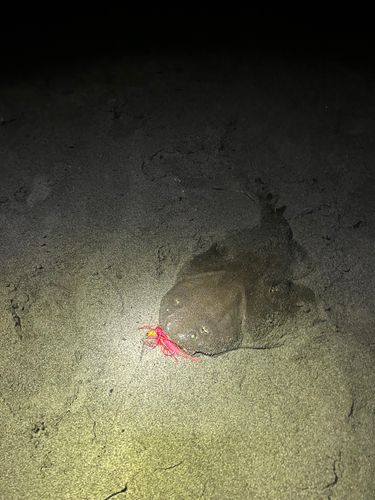 カスザメの釣果