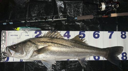 シーバスの釣果