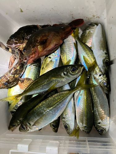 アジの釣果