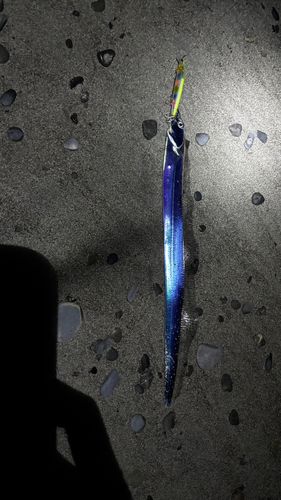 タチウオの釣果