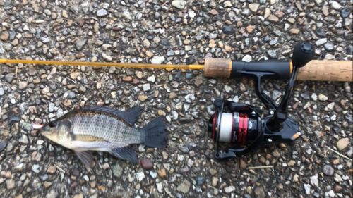 ナイルティラピアの釣果