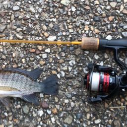 ナイルティラピア